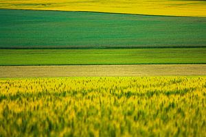 Akker in vlakken met groen- en geeltinten