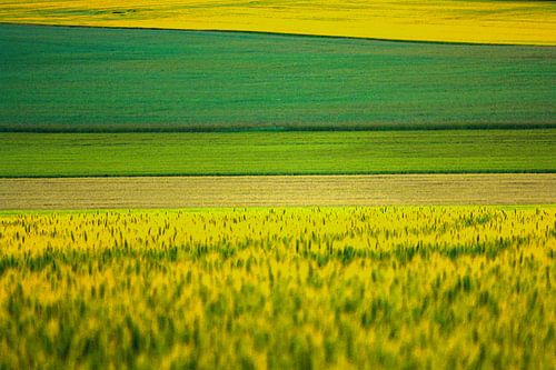 Feld in Ebenen mit Grün- und Gelbtönen