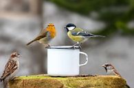 Three birds sitting on the edge of a tin cup against a blurred background by Hans-Jürgen Janda thumbnail