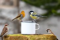 Three birds sitting on the edge of a tin cup against a blurred background