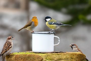 Drie vogels die op de rand van een metalen beker zitten voor een vage achtergrond van Hans-Jürgen Janda