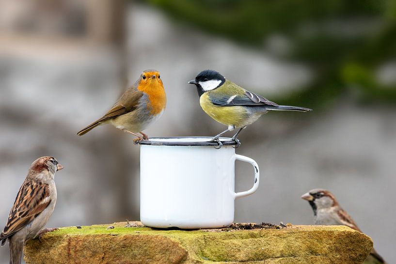 Three birds sitting on the edge of a tin cup against a blurred background by Hans-Jürgen Janda