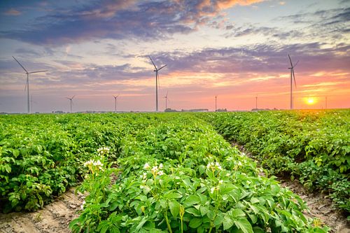 Aardappelplanten die in een veld groeien bij zonsondergang