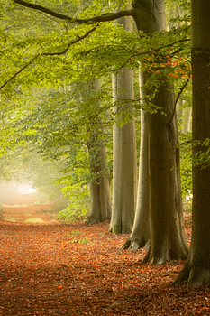 Verträumte Atmosphäre im Wald