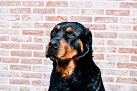 Dogworld by Gina Peeters Fotografie