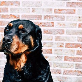 Hundewelt von Gina Peeters Fotografie