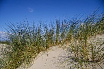 Helmgras op Nederlandse strand duin van Peter van Weel