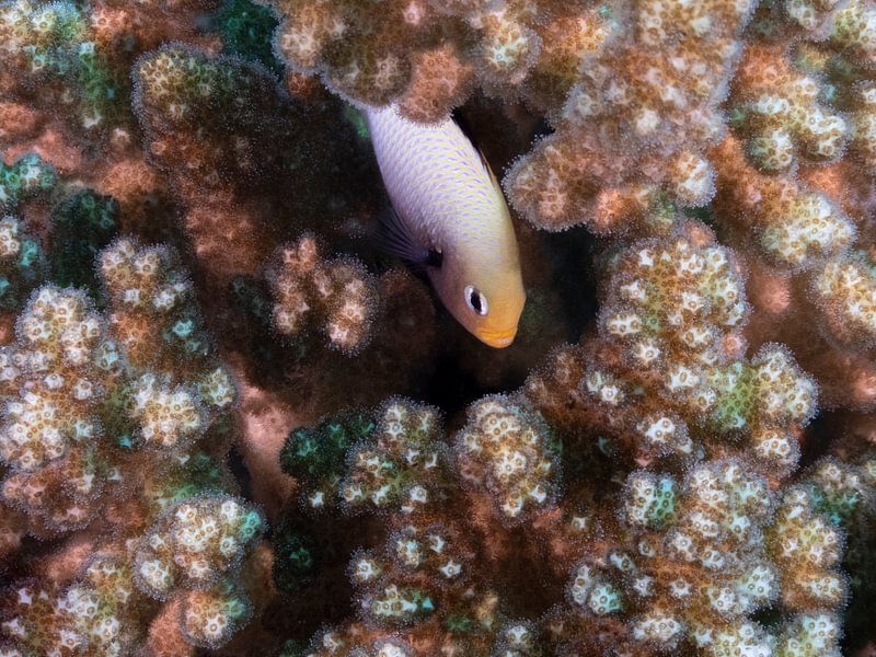Dascyllus marginatus par Freek van den Driesschen