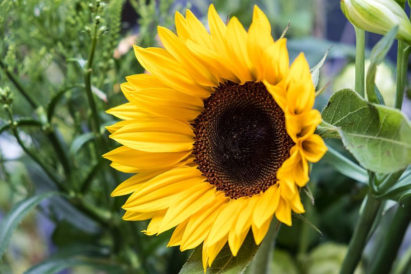 Sunflower looking to the left by Idema Media