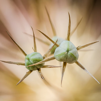 UFO: Nicht identifiziertes Flora-Objekt