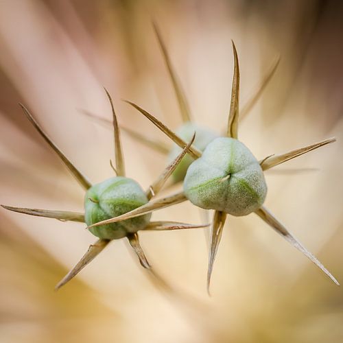 UFO: Unidentified Flora Object