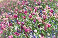 Bloemenveld