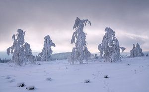 Kahler Asten, Sauerland, Deutschland