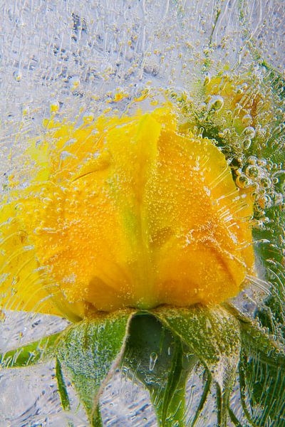 Yellow rose in  ice van Marc Heiligenstein