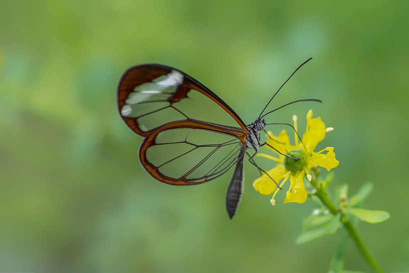 Glasswing butterfly - Glasswing butterfly by Albert Beukhof