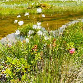 Au printemps, les montagnes du Vinschgau, dans le Tyrol du Sud, se parent de fleurs alpines, de linaigrettes et de paysages montagneux frais. Une combinaison impressionnante entre diversité naturelle et étendue alpine. sur Miriam Schwarzfischer Fotografie