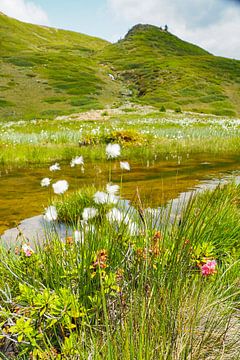 In spring, the Vinschgau mountains in South Tyrol are adorned with alpine flowers, cotton grass and fresh mountain landscapes. An impressive combination of natural diversity and alpine expanse. by Miriam Schwarzfischer Fotografie