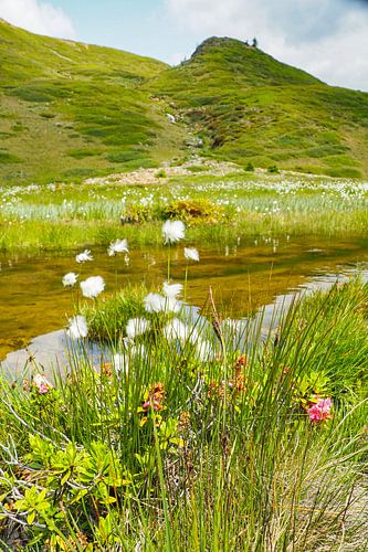 De Vinschgauer bergen in Zuid-Tirol laten zich in het voorjaar zien met alpenbloemen, wollegras en een fris berglandschap. Een indrukwekkende combinatie van natuurlijke diversiteit en alpenweiden.