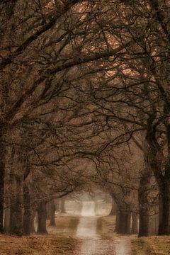 Stately avenue of trees by Moetwil en van Dijk - Fotografie