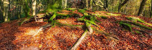 Baumwurzeln im Wald mit Moos im Herbst