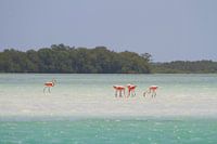 Flamingo's