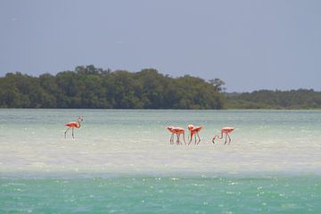 Flamingo's van Jeroen Meeuwsen