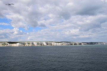Zeemeeuw boven de witte krijtrotsen van Dover, Kent, Engeland van Studio LE-gals