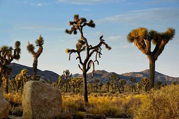 Joshua Tree 03 sur Peter Bongers