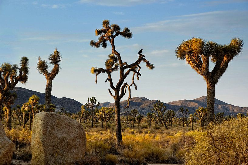 Joshua Tree 03 van Peter Bongers