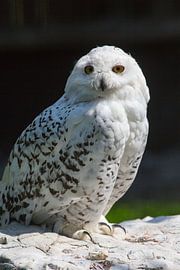 Snowy Owl by Rudolf Brandstätter