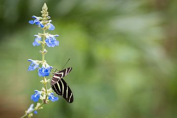 Papillon zèbre sur un delphinium