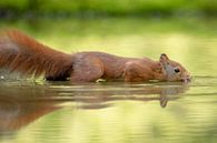 Eichhörnchen im Wasser von Tanja van Beuningen Miniaturansicht