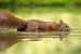 Eichhörnchen im Wasser von Tanja van Beuningen