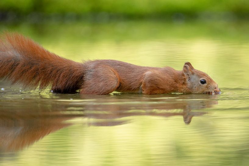 Écureuil dans l'eau par Tanja van Beuningen