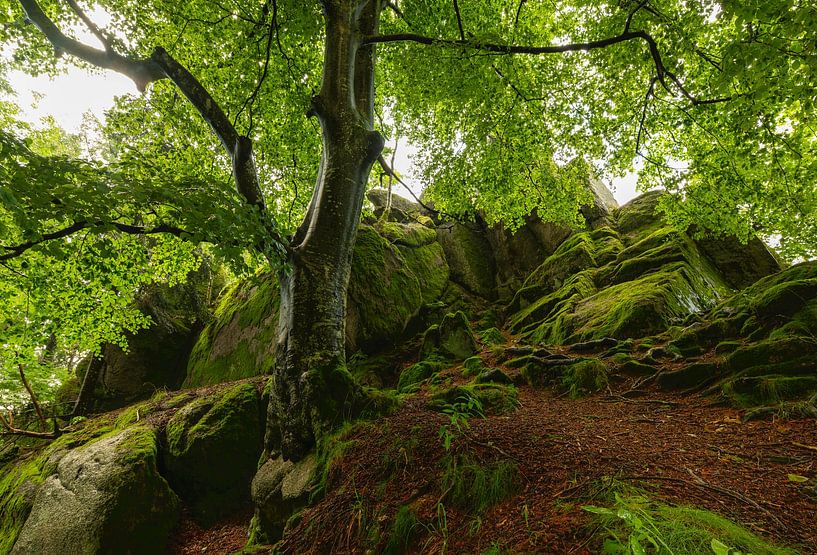 Overheersende beuk van Anselm Ziegler Photography