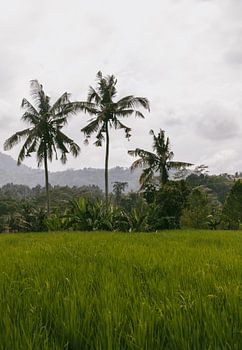 "Rice Fields of Sidemen, Bali - Tropical Landscape with Palm Trees"