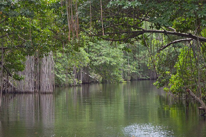 Black River (Jamaika) von t.ART