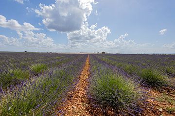 Lavender field in southern France with beautiful cloudy sky. by Huub de Bresser