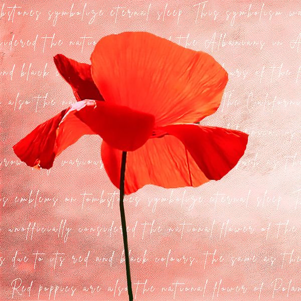 Modern collage of a delicate red poppy by Studio Pieternel
