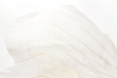 Pink Garlic Skin Wing