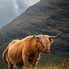 Robuster Highlander, Isle of Skye von Pascal Raymond Dorland
