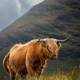 Stoere hooglander, Isle of Skye van Pascal Raymond Dorland