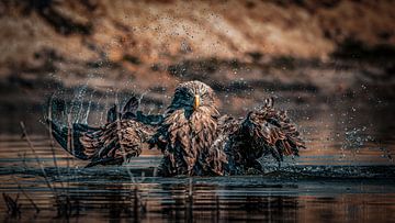 Sparkling moment by Arjan Warmerdam