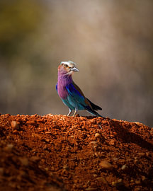 Lilac-breasted roller in Zimbabwe