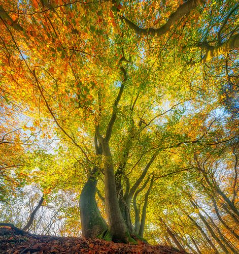 Vieux hêtre dans une forêt par une belle journée d'automne ensoleillée
