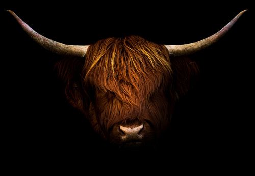 Schotse Hooglander