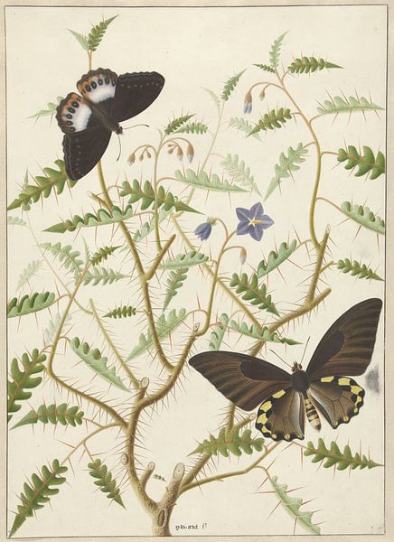Een bloesemende struik met twee uitheemse vlinders, Hermanus de Wit van Meesterlijcke Meesters