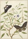 Een bloesemende struik met twee uitheemse vlinders, Hermanus de Wit van Meesterlijcke Meesters thumbnail