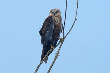 A male marsh harrier sits on a branch looking for prey for his brood by Mario Plechaty Photography
