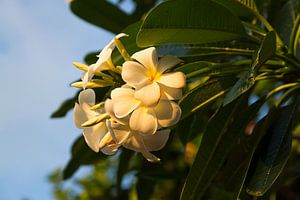 Frangipani van Leanne lovink